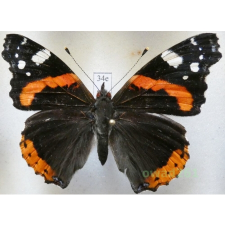 Vanessa atalanta (Linnaeus, 1758) Poland34e
